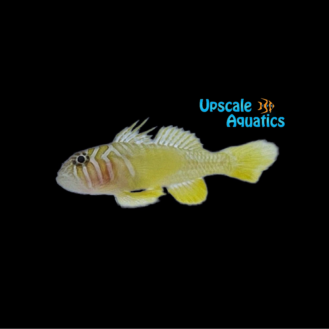 Yellow Priolepis Goby (Priolepis aureoviridis)