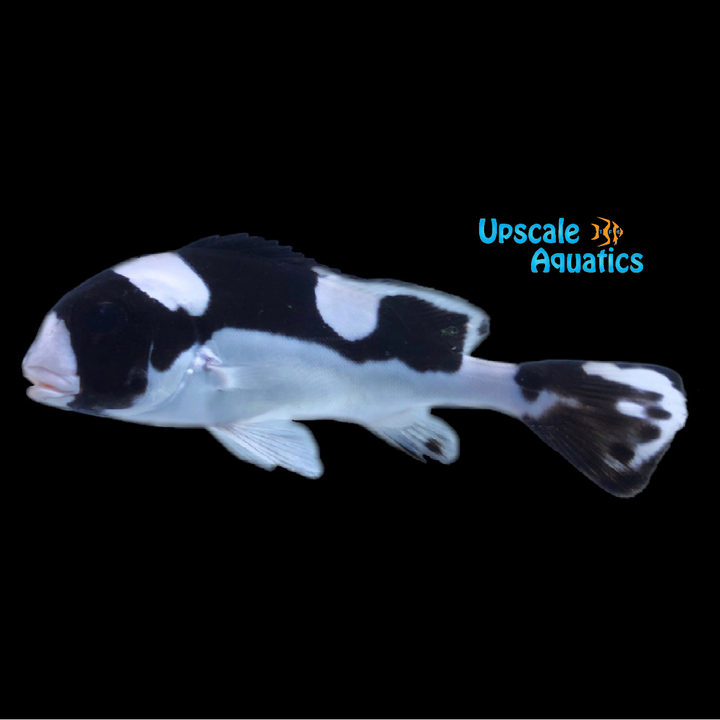 Panda Sweetlips (Plectorhinchus picus)