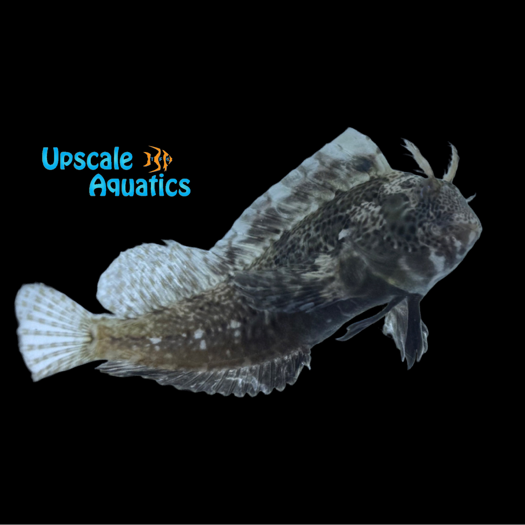 Feather Blenny (Hypsoblennius hentz)