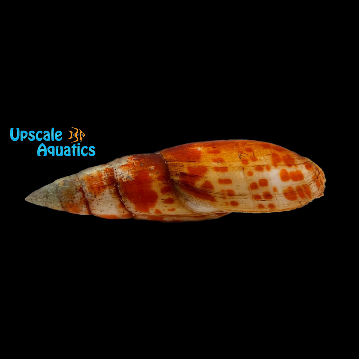 Orange Spotted Mitra Snail (Mitra mitra)