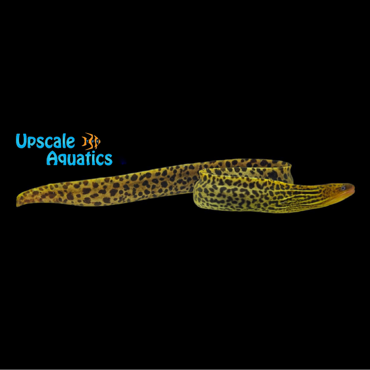 Freshwater Tiger Moray Eel (Gymnothorax polyuranodon)