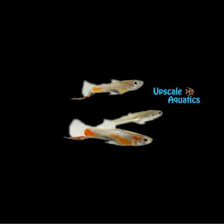 Blue Star Endler's Livebearer (Poecilia wingei)