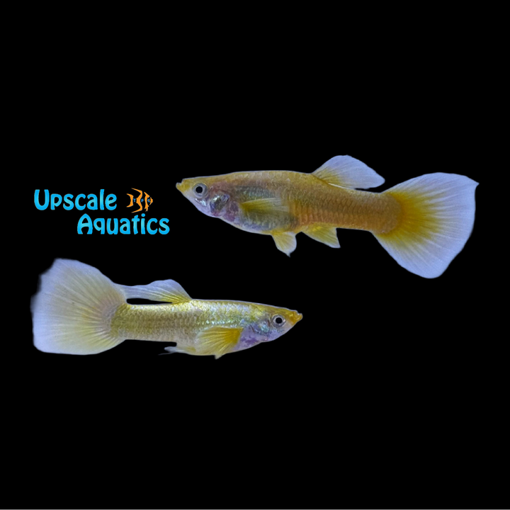 Full Gold Guppy (Poecilia reticulata)