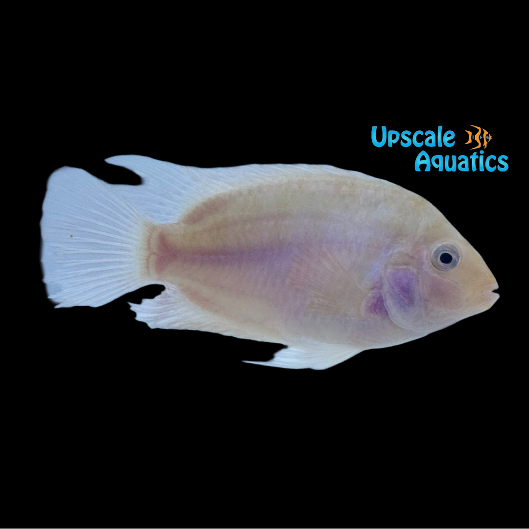 Pink Convict Cichlid (Amatitlania nigrofasciata)