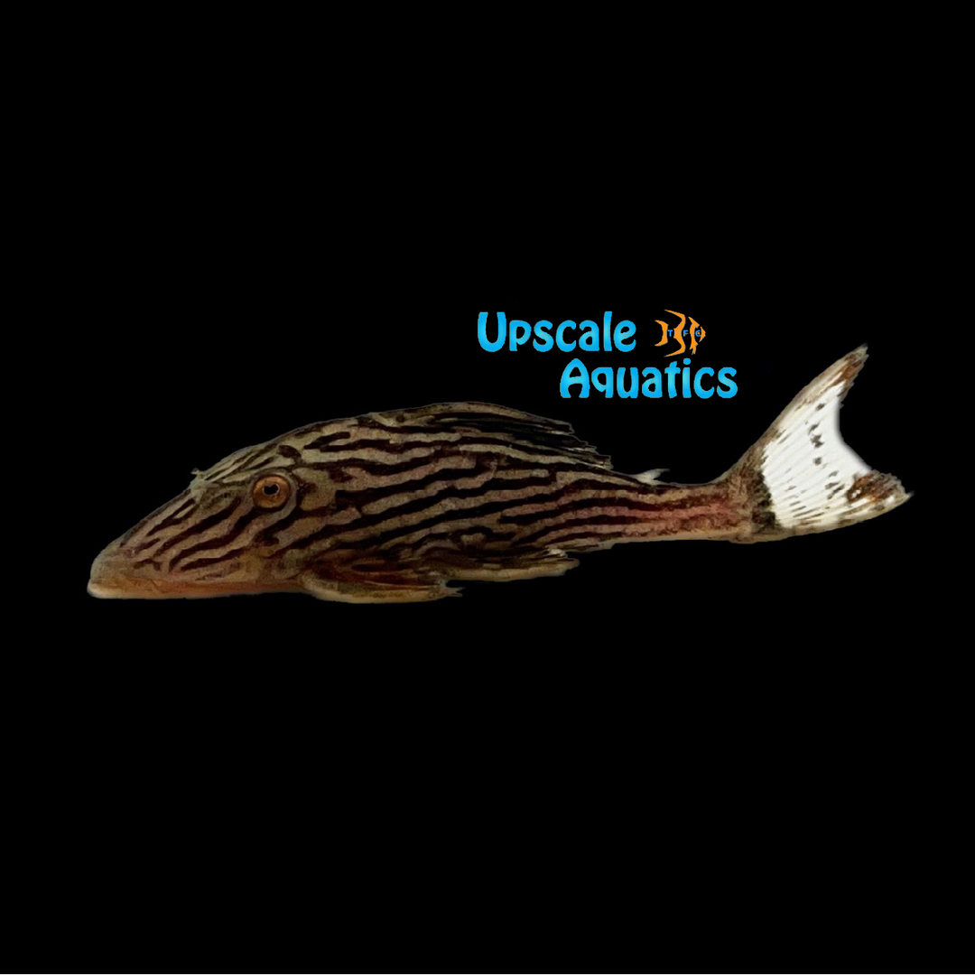 Platinum Xingu Royal Pleco L027a (Panaque armbrusteri 'Xingu')