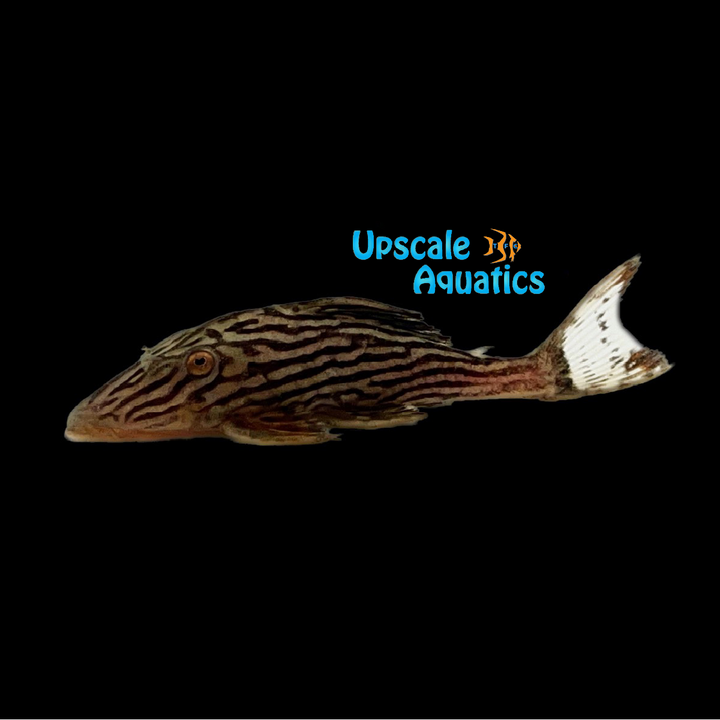 Platinum Xingu Royal Pleco L027a (Panaque armbrusteri 'Xingu')