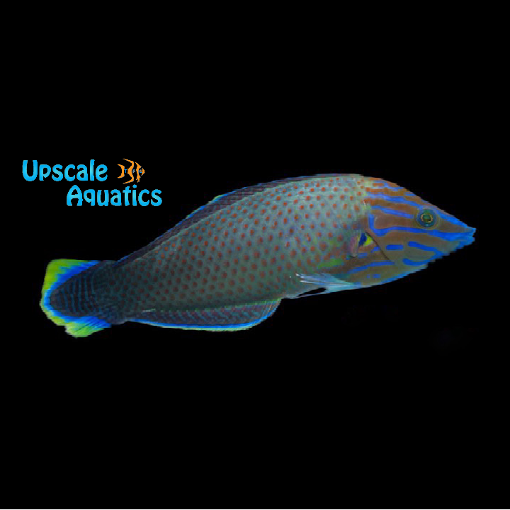 Grey Head Wrasse (Halichoeres leucurus)