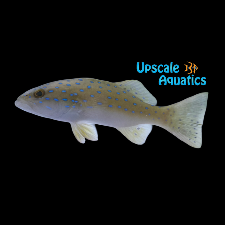 Blue Spotted Vampire Grouper (Plectropomus maculatus)
