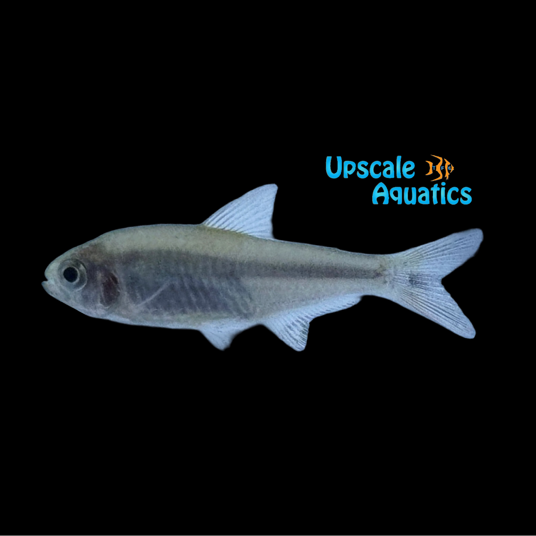 Zig Zag Tetra (Hyphessobrycon hexastichis)