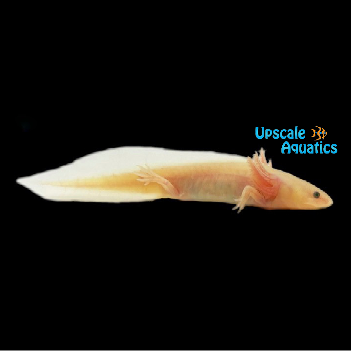 GFP Leucistic Axolotl (Ambystoma mexicanum) – Upscale Aquatics