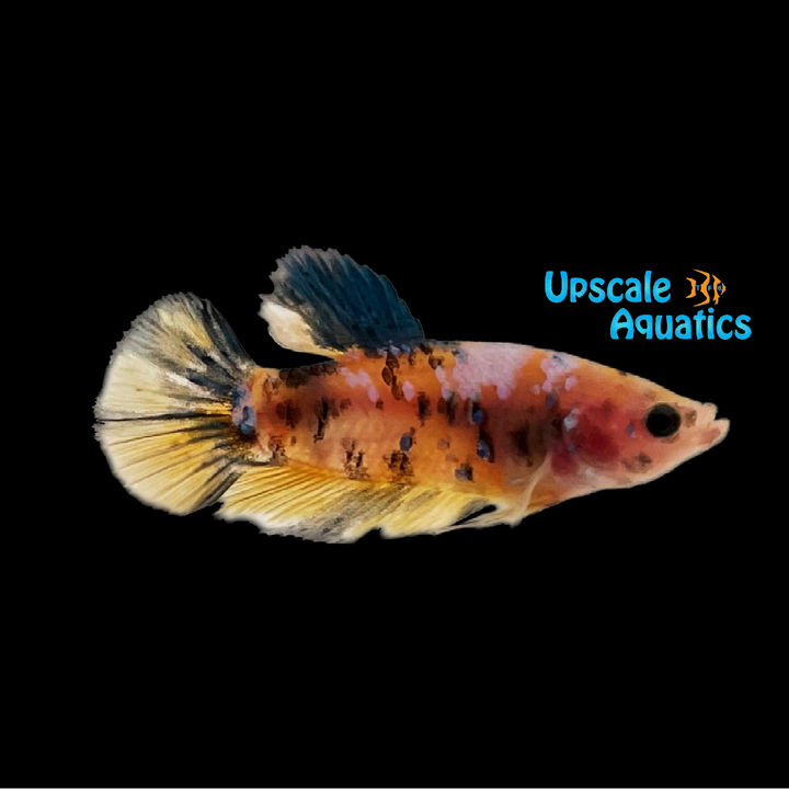 Yellow Galaxy Plakat Betta - Female (Betta splendens)