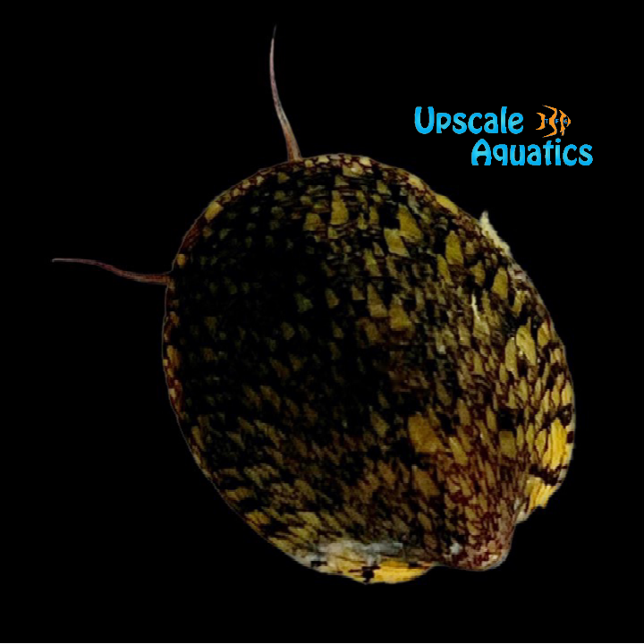 Marbled Limpet 'Porcelain' Nerite Snail (Septaria porcellana) – Upscale ...