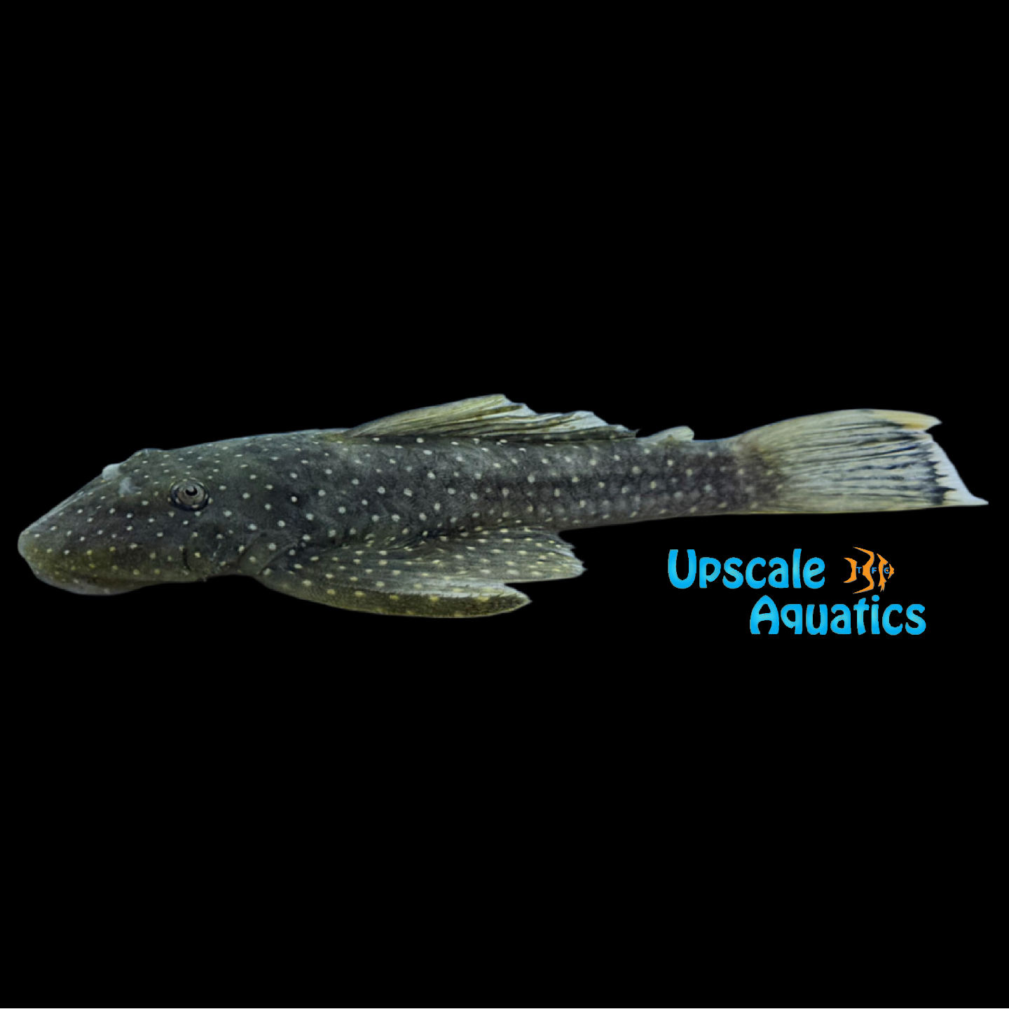 Wolverine Pleco L017 (Hopliancistrus wolverine) – Upscale Aquatics