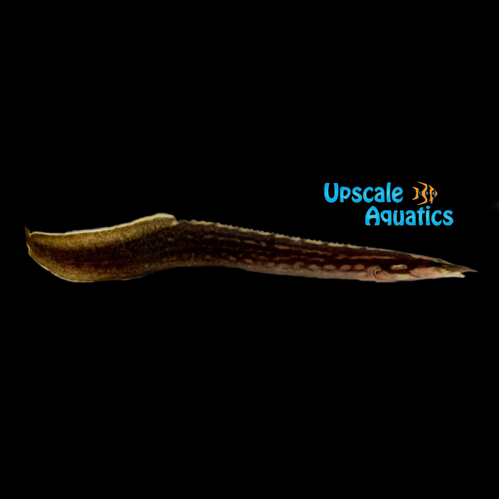 Unicolor Eel (Mastacembelus unicolor)