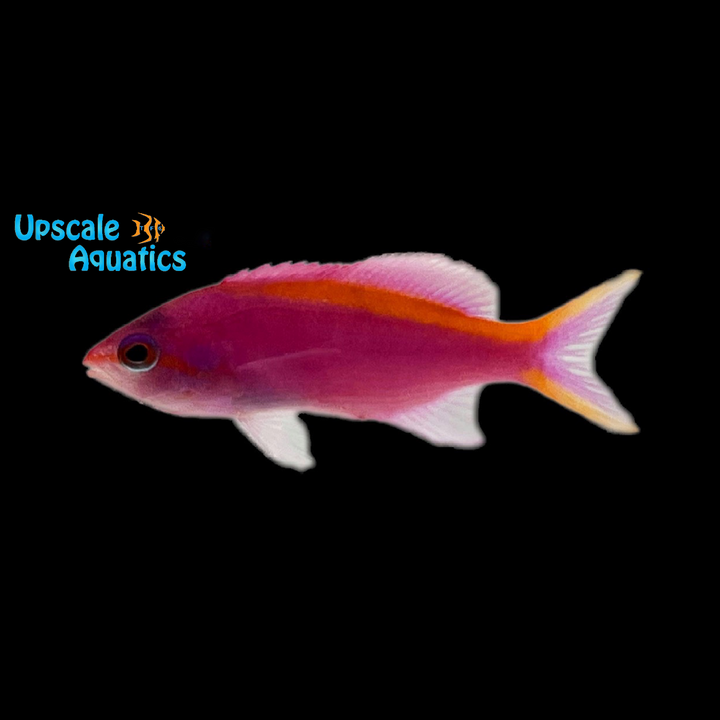 Purple Queen Anthias (Pseudanthias tuka)