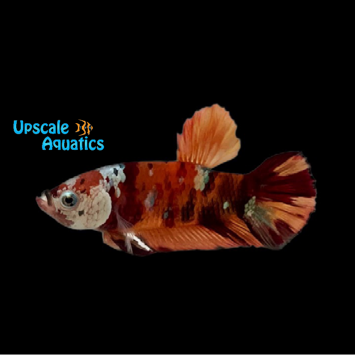 Nemo Koi Plakat Betta - Male (Betta splendens)
