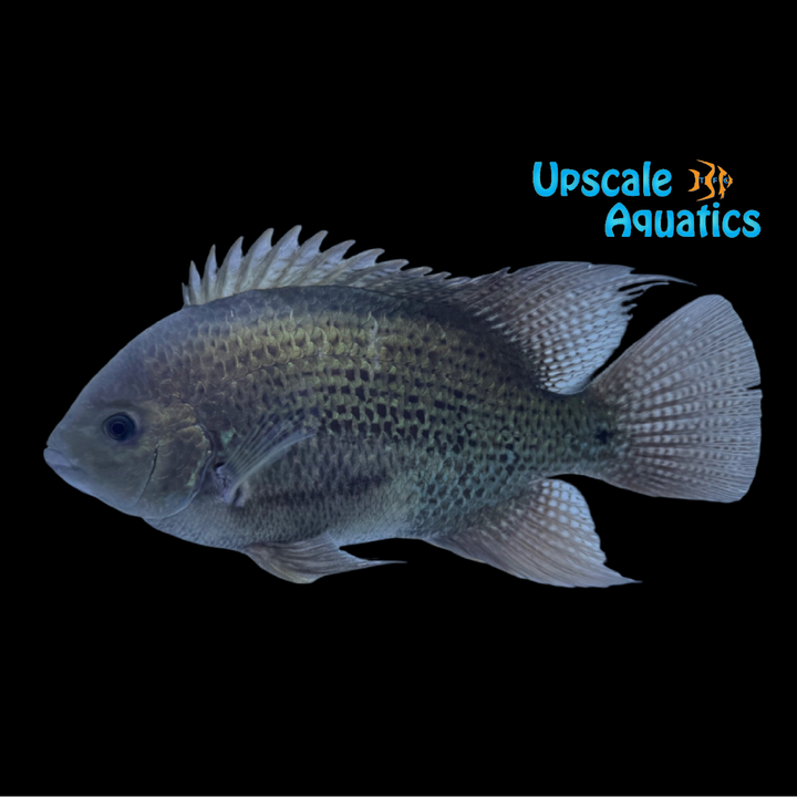Pantano Cichlid (Herichthys pearsei)