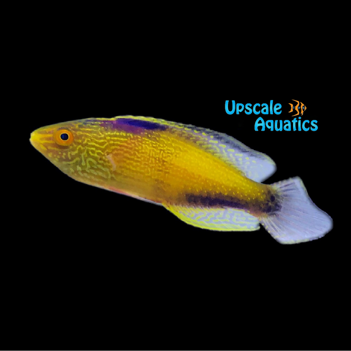 Golden Rhomboid Fairy Wrasse (Cirrhilabrus rhomboidalis)