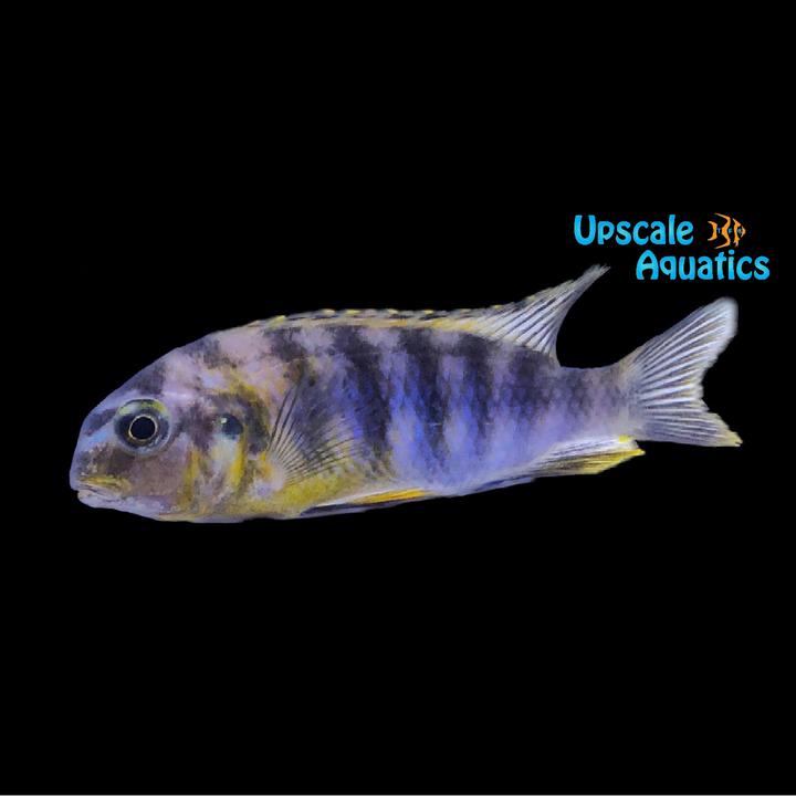 Red Cheek Tropheops Cichlid (Tropheops sp. macrophthalmus 'Chilumba')
