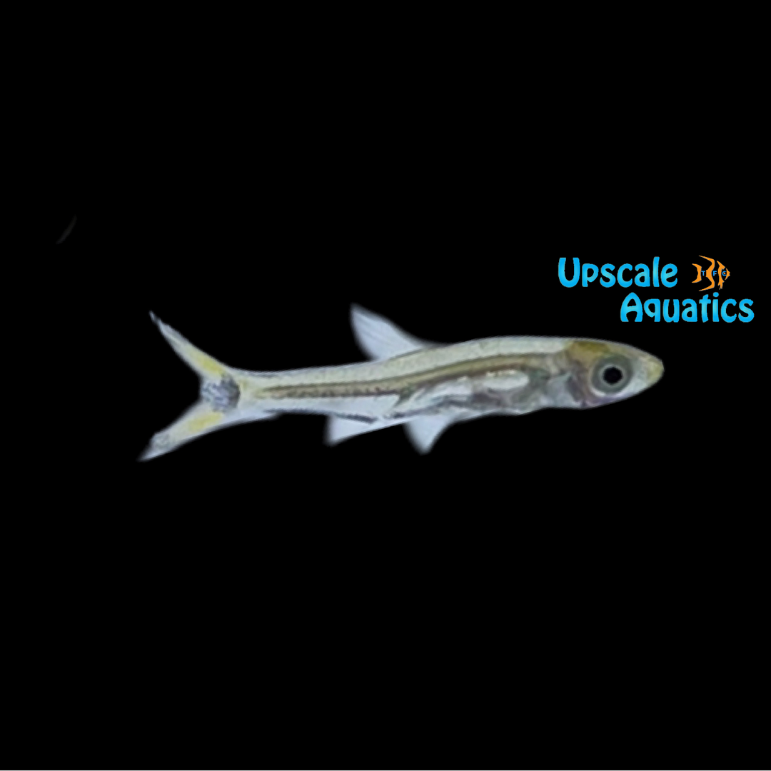 Dwarf Scissortail Rasbora (Rasbosoma spilocerca)