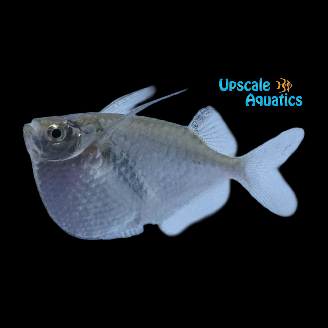 Platinum Hatchetfish (Thoracocharax stellatus)