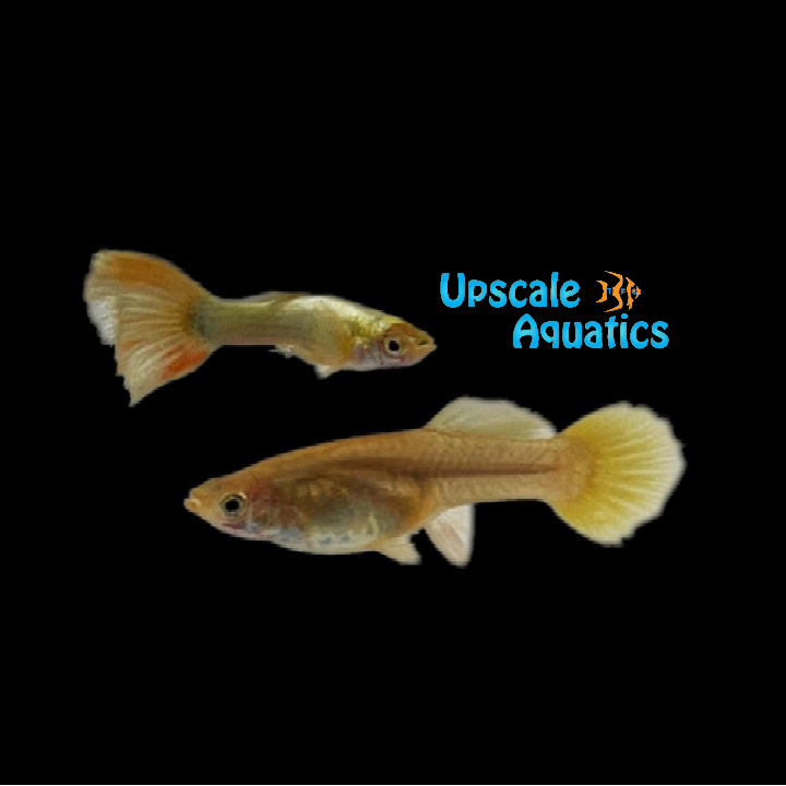 Full Gold Guppy (Poecilia reticulata)