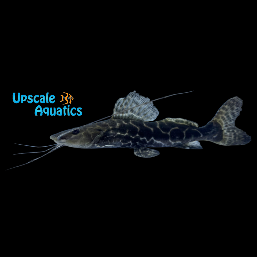 Marble Achara Catfish (Leiarius marmoratus)