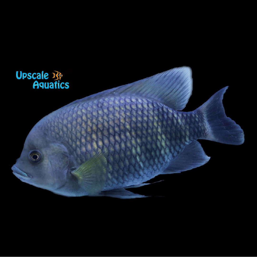 Buttikoferi Cichlid (Heterotilapia buttikoferi)