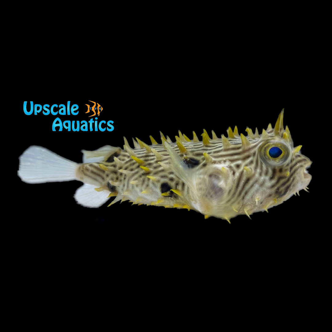 Spiny Box Puffer (Chilomycterus schoepfi)