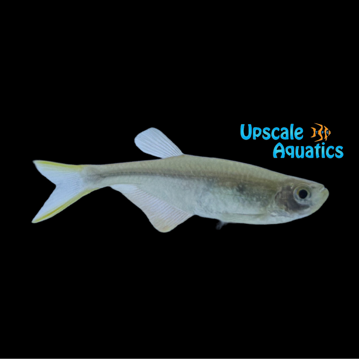 Swordtail Tetra (Corynopoma riisei)