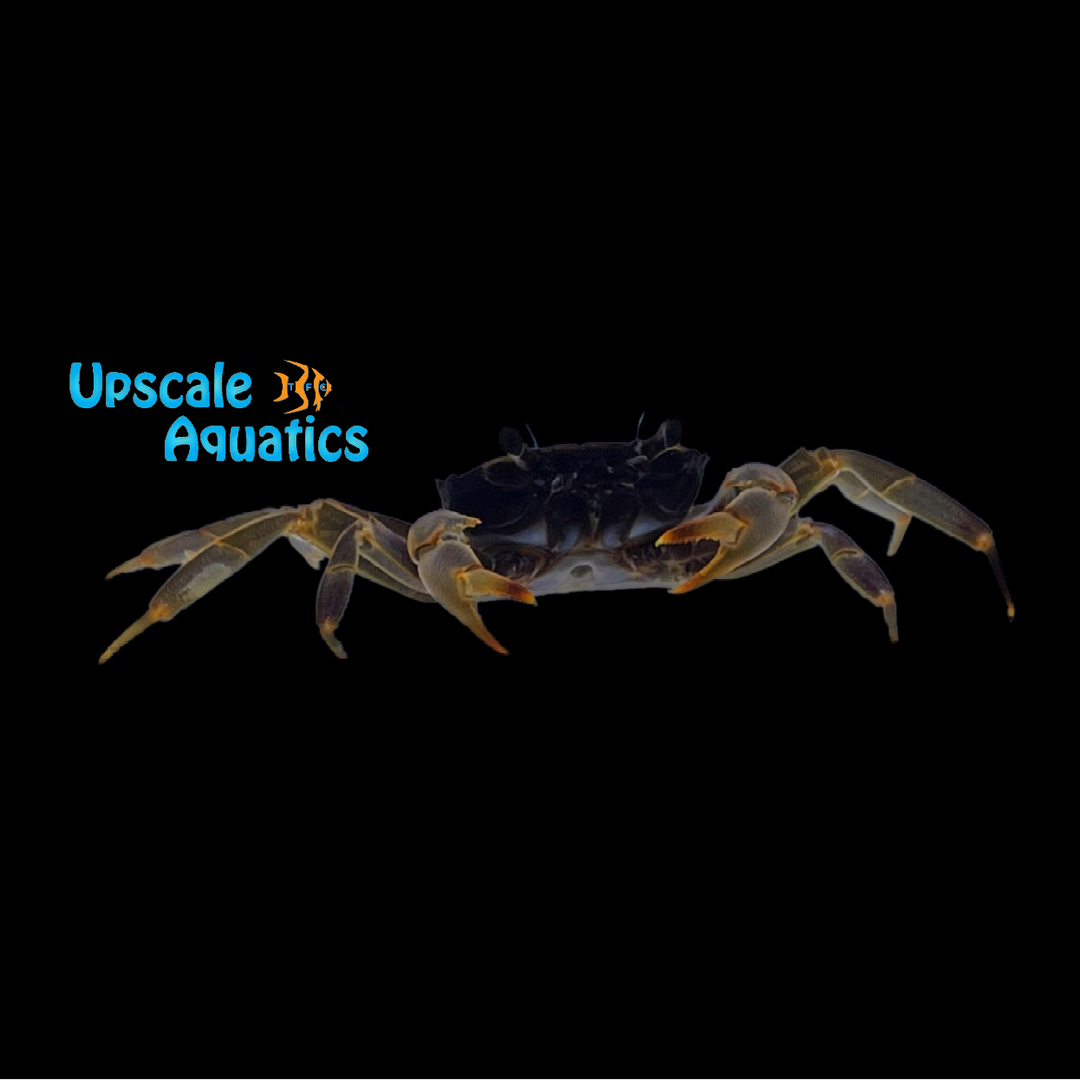 Gold Leg Matano Crab (Parathelphusa ferruginea)