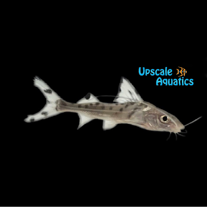 Polkadot Pictus Catfish (Pimelodus pictus)