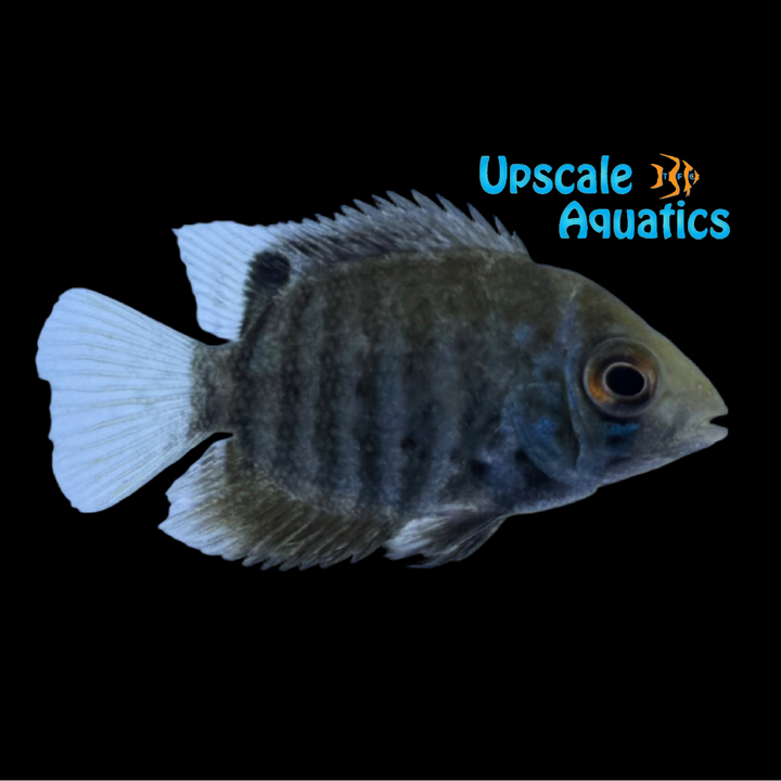 Blue Severum 'Rio Madeira' (Heros sp. Madeira)