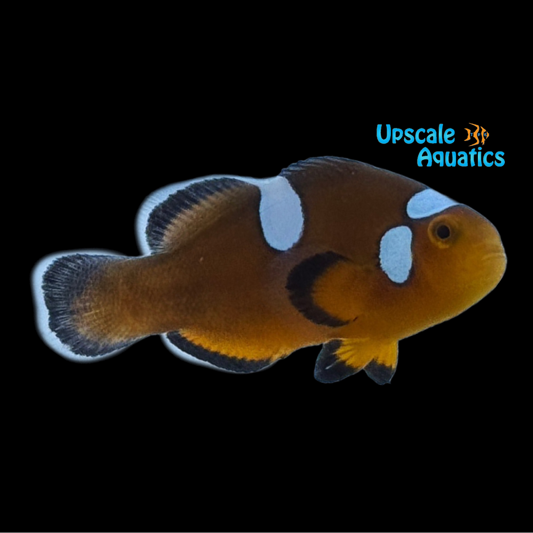 Misbar Mochaccino Clownfish (Amphiprion ocellaris x Amphiprion percula)