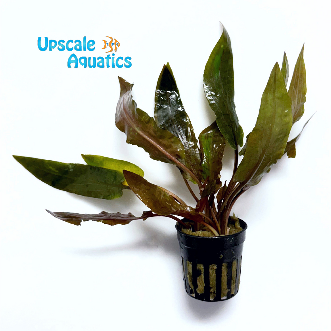 Hudoroi Crypt. (Cryptocoryne hudoroi)