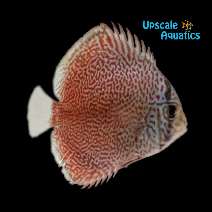Maze Leopard Discus (Symphysodon sp.)