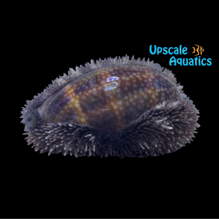 Deer Cowrie Snail (Cypraea cervus)