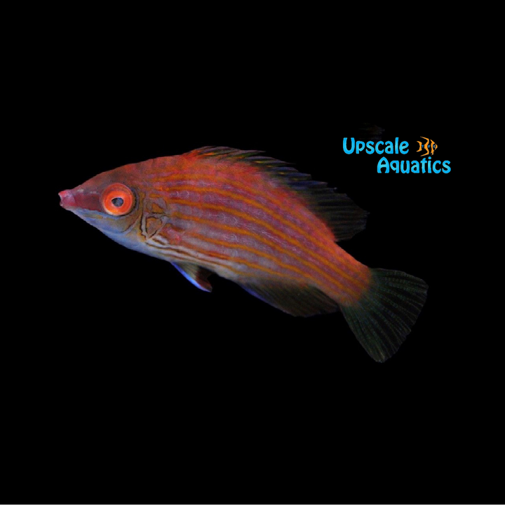 Cryptic Sixline Wrasse (Pseudocheilinops ataenia)