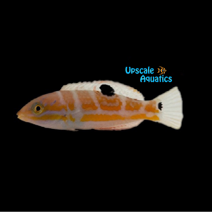 Puddingwife Wrasse (Halichoeres radiatus)