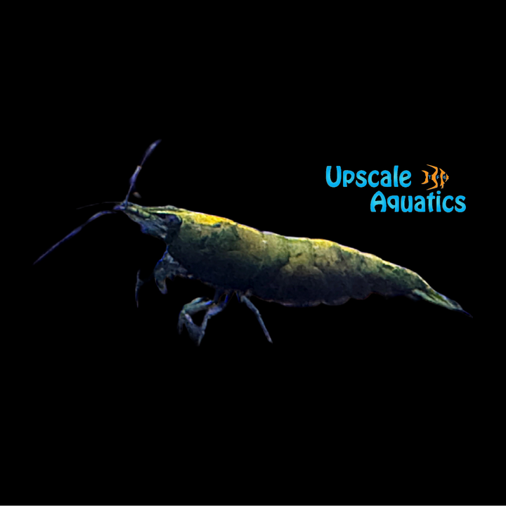 Orange Hulk Shrimp (Neocaridina davidi)