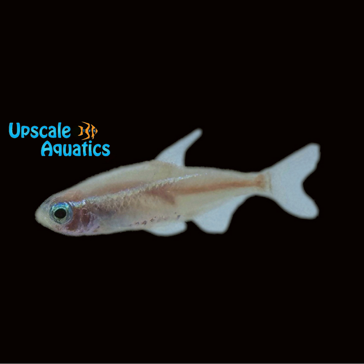 Gold Blue Eye Neon Tetra (Paracheirodon innesi)
