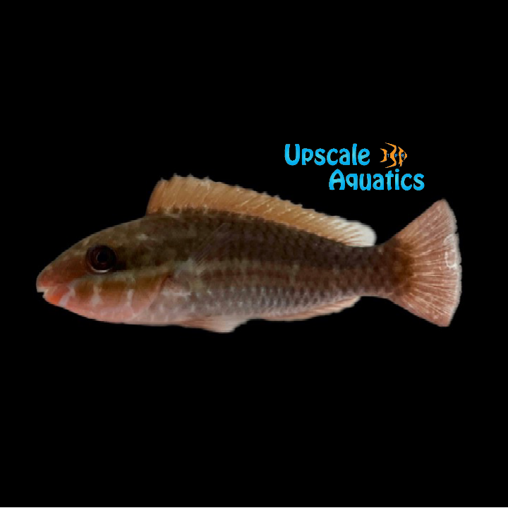 Queen Parrotfish (Scarus vetula)