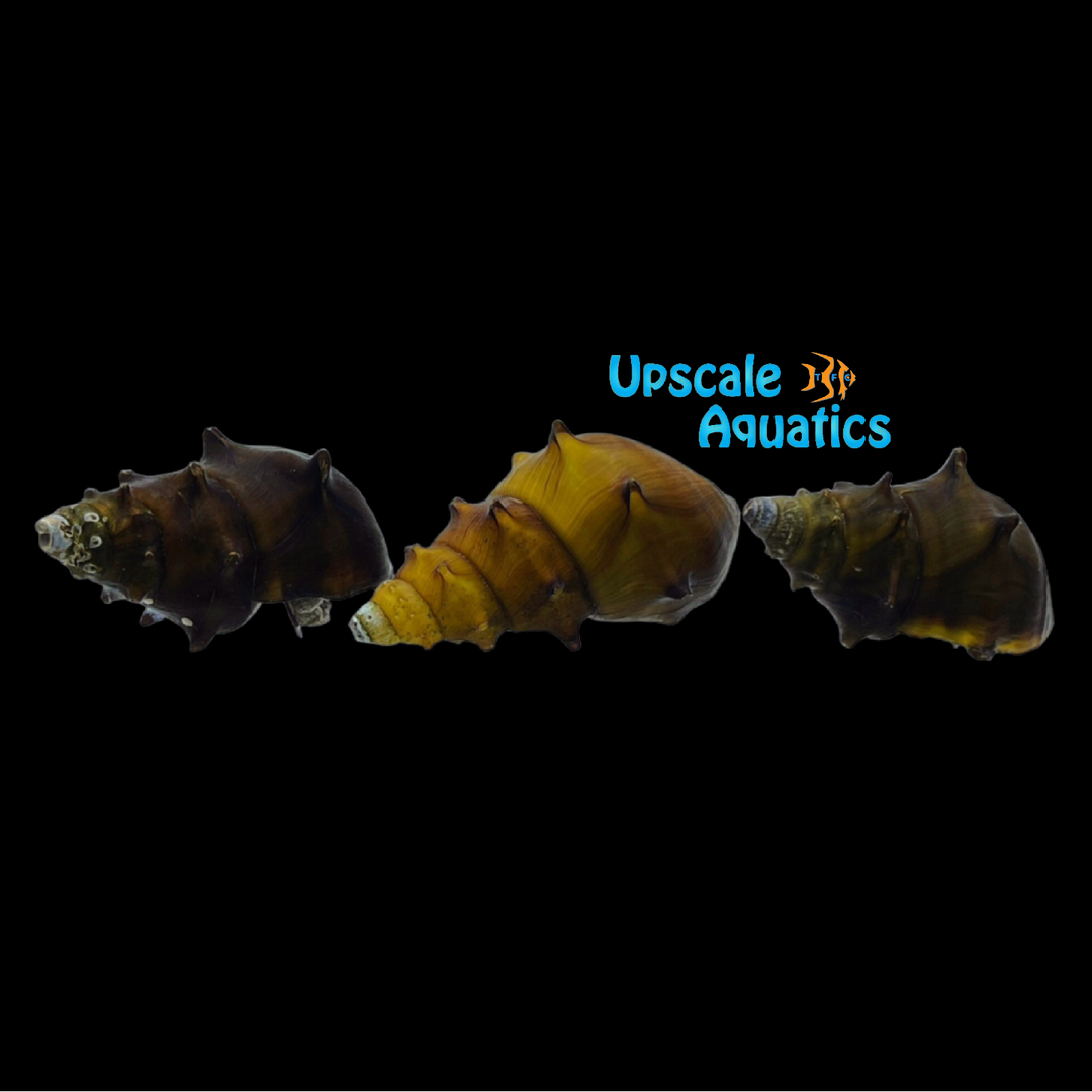 Horned Pagoda Snail (Brotia pagodula)