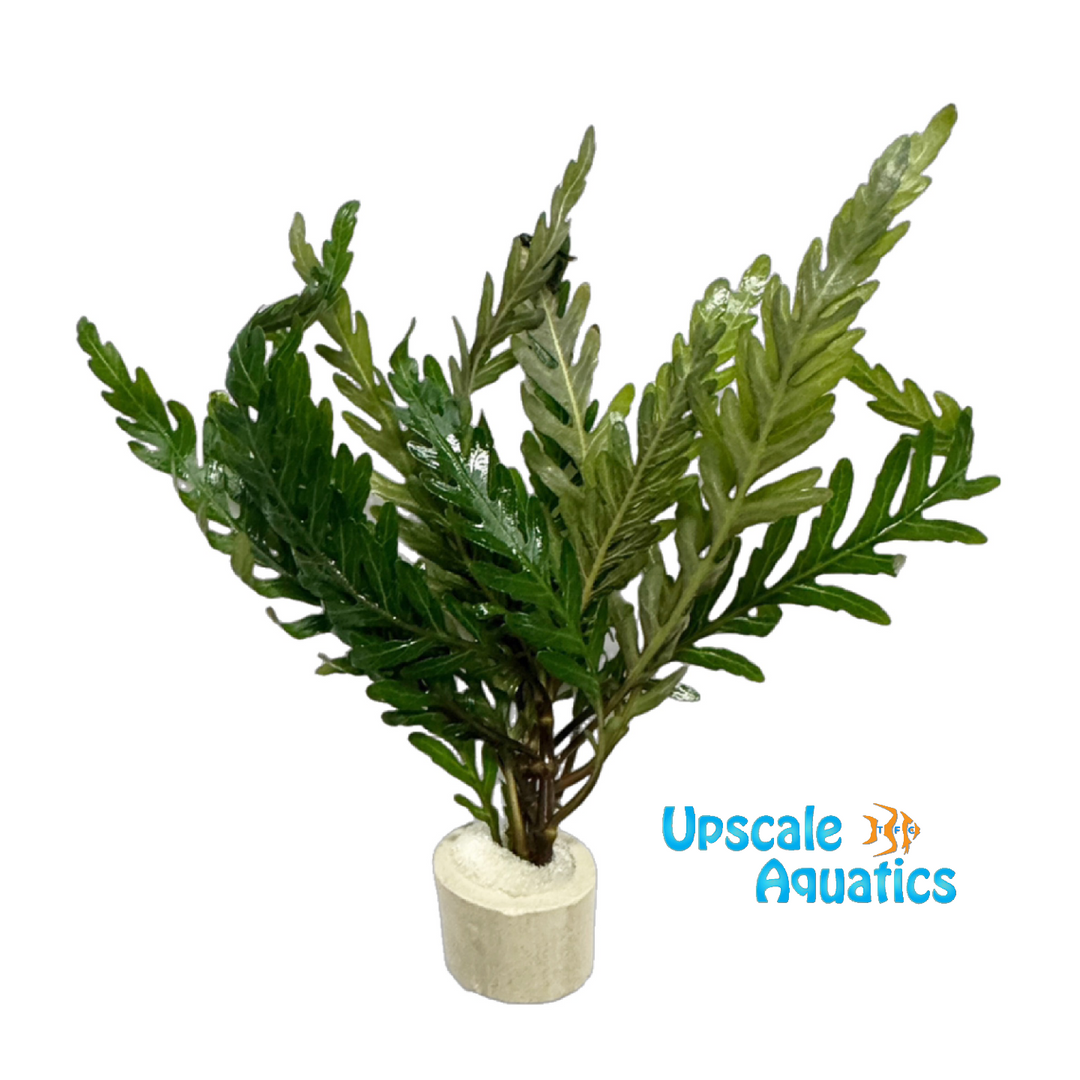 Hygrophila Pinnatifida