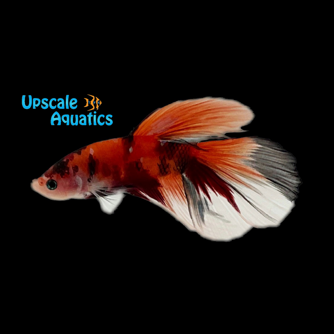 Nemo Koi Halfmoon Plakat Betta - Male (Betta splendens)