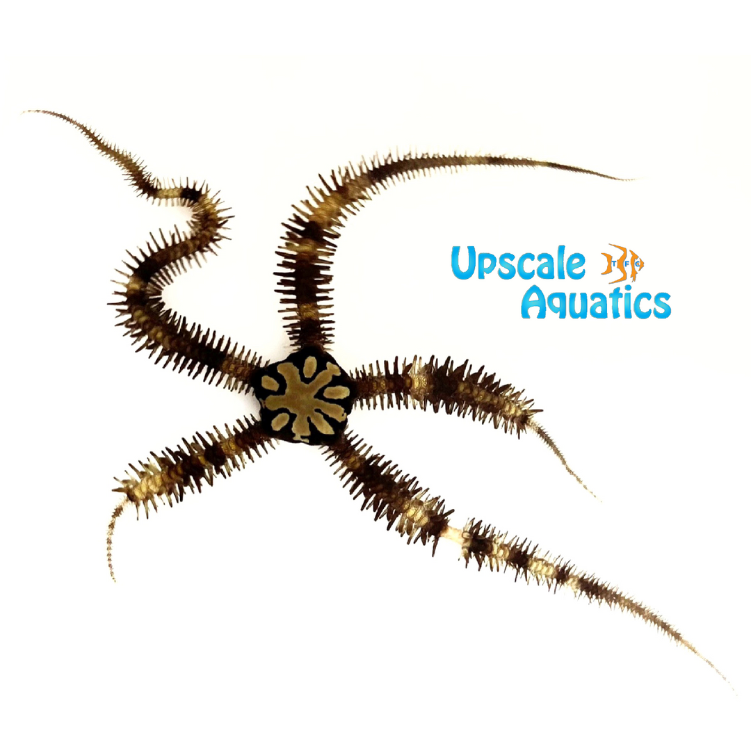 Mosaic Brittle Starfish (Ophiomastix sp.)