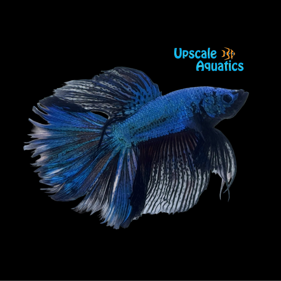 Blue Dragon Halfmoon Betta - Male (Betta splendens)