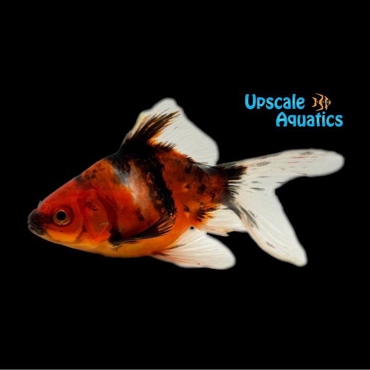 Nymph Goldfish (Carassius auratus)