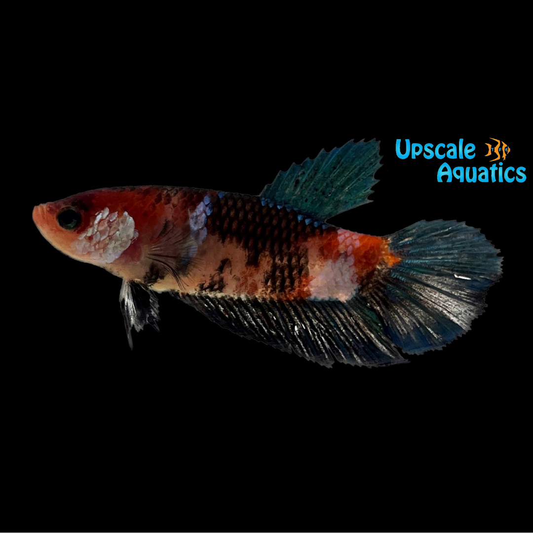 Nemo Koi Halfmoon Betta - Female (Betta splendens)