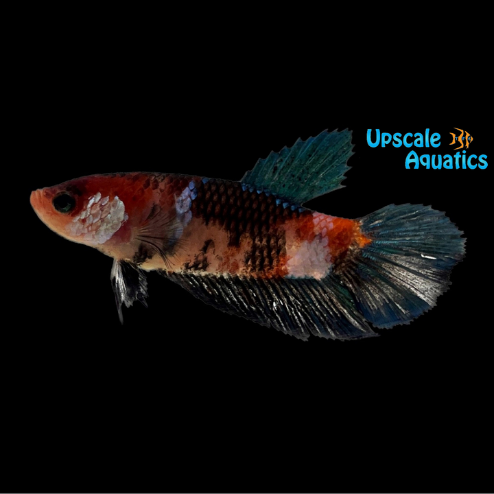 Nemo Koi Halfmoon Betta - Female (Betta splendens)